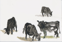 Cow Study   6x 9   Oil on Yupo   2014
