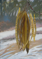 Mimosa Bean Pods II   14x10   Oil on Paper   2011